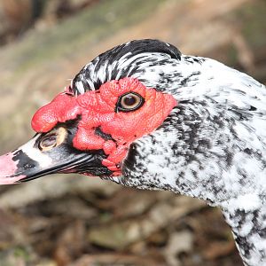 Domestic Muscovy Duck