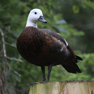 Paradise Shelduck female