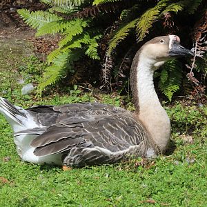 Domestic Chinese Goose