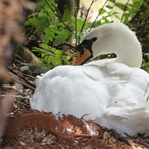 Mute Swan