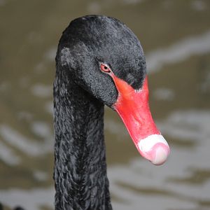 Black Swan