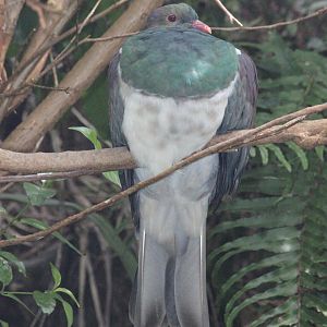 New Zealand Pigeon