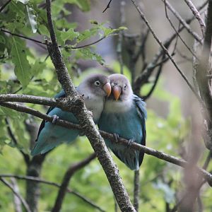 Masked Lovebird pair