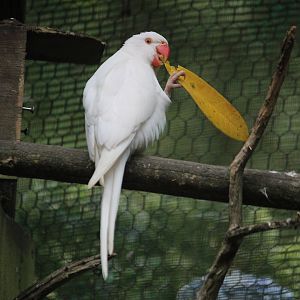 Rose-ringed Parakeet