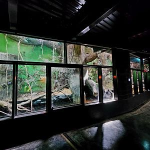 Reptilandia Reptile Lagoon - Crocodile Monitor Exhibit