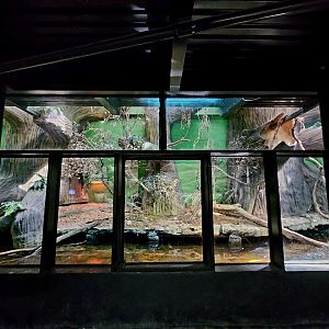 Reptilandia Reptile Lagoon - Crocodile Monitor Exhibit