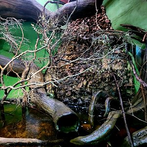 Reptilandia Reptile Lagoon - Crocodile Monitor Exhibit