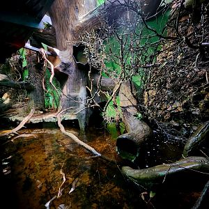 Reptilandia Reptile Lagoon - Crocodile Monitor Exhibit