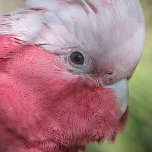 Galah