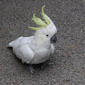 Greater Sulphur-crested Cockatoo