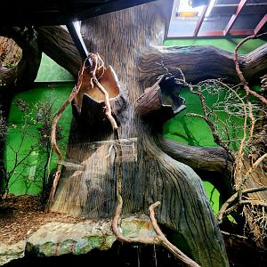 Reptilandia Reptile Lagoon - Crocodile Monitor Exhibit