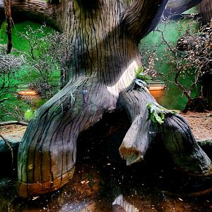 Reptilandia Reptile Lagoon - Crocodile Monitor Exhibit