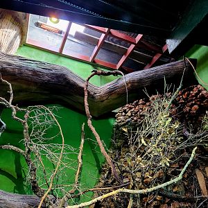 Reptilandia Reptile Lagoon - Crocodile Monitor Exhibit