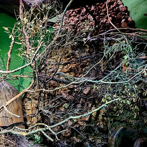 Reptilandia Reptile Lagoon - Crocodile Monitor Exhibit