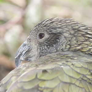 Kea
