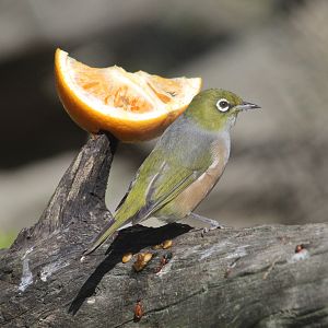 Silvereye (wild “intruder” into Pond Aviary)