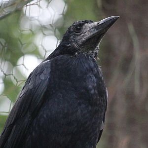 Western Rook