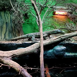 Adult Male Crocodile Monitor (Varanus salvadorii)