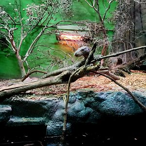 Adult Male Crocodile Monitor (Varanus salvadorii)