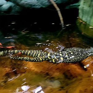 Adult Male Crocodile Monitor (Varanus salvadorii)