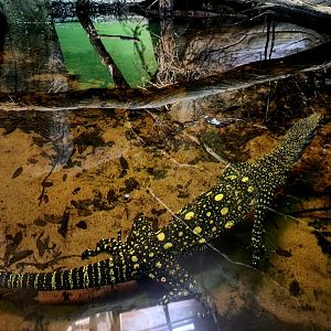 Crocodile Monitor (Varanus salvadorii)
