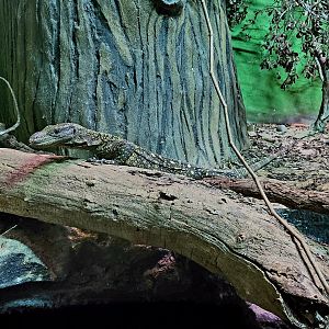 Crocodile Monitor (Varanus salvadorii)