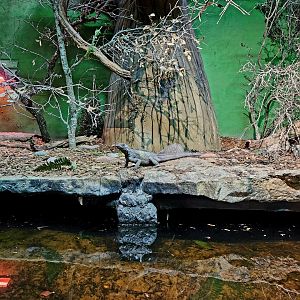 Philippine Sailfin Lizard (Hydrosaurus pustulatus)