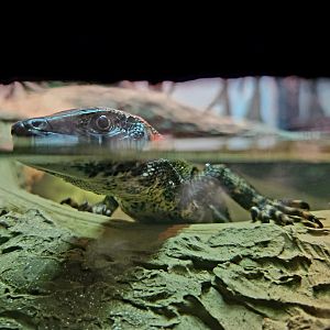 Crocodile Tegu (Crocodilurus amazonicus)