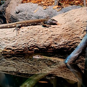 Crocodile Tegus (Crocodilurus amazonicus)