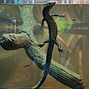 Crocodile Tegu (Crocodilurus amazonicus)