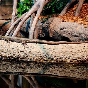 Crocodile Tegu (Crocodilurus amazonicus)