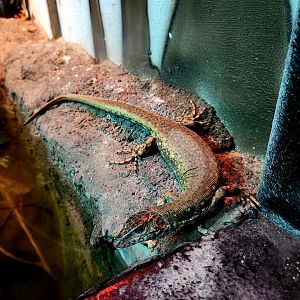 Gravid Female Crocodile Tegu (Crocodilurus amazonicus)