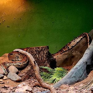 African Rock Python (Python sebae) and Sudan Plated Lizard (Broadleysaurus major)