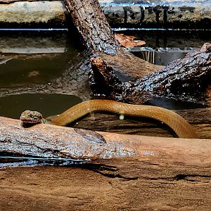 Smith's African Water Snake (Grayia smithii)