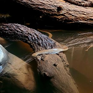 Smith's African Water Snake (Grayia smithii)