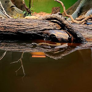 Smith's African Water Snake (Grayia smithii)