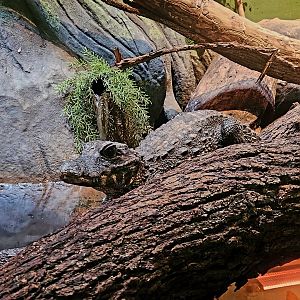 Female Dwarf Crocodile (Osteolaemus tetraspis)