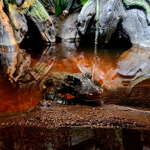 Female Dwarf Crocodile (Osteolaemus tetraspis)