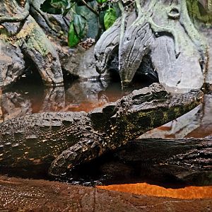 Female Dwarf Crocodile (Osteolaemus tetraspis)