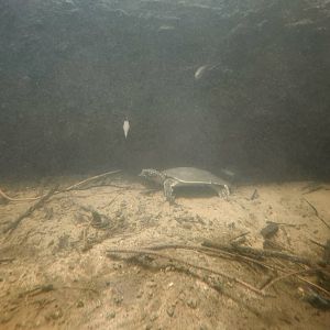 Nile Softshell Turtle (Trionyx triunguis)