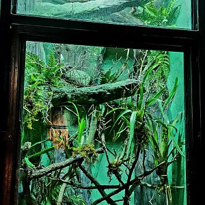 Reptilandia Reptile Lagoon - Emerald Tree Boa Exhibit
