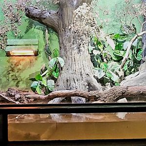 Reptilandia Reptile Lagoon - Green Anaconda Exhibit