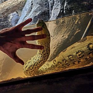 Female Green Anaconda (Eunectes murinus)