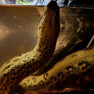 Female Green Anaconda (Eunectes murinus)