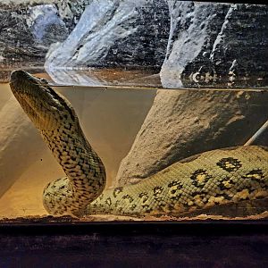 Female Green Anaconda (Eunectes murinus)