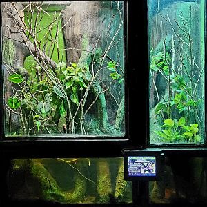 Reptilandia Reptile Lagoon - Mangrove Pit Viper Exhibit