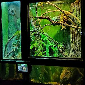 Reptilandia Reptile Lagoon - Wagler's Pit Viper Exhibit