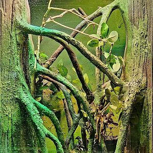 Reptilandia Reptile Lagoon - Unsigned Anole Exhibit