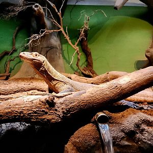 Bumi, Male Komodo Dragon (Varanus komodoensis)