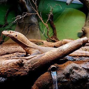 Bumi, Male Komodo Dragon (Varanus komodoensis)